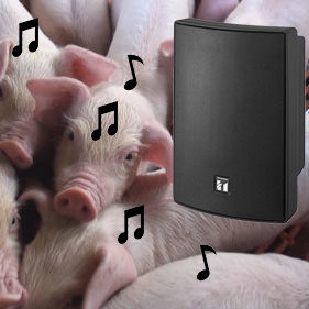 Lạ lùng hệ thống âm thanh nghe nhạc thư giãn cho lợn trước khi giết mổ